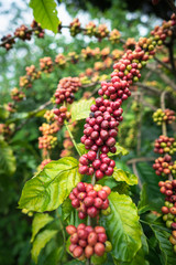 Coffee beans on tree