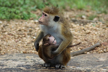 macaque et bébé