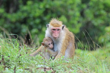 macaque et son bébé