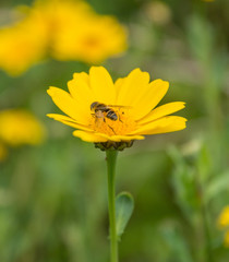 Bee on a yellow flower