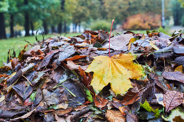 Heap of autumn leavesin the city park in Poland.