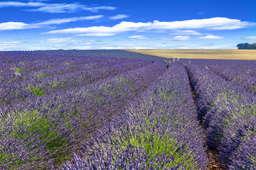 Blooming lavender field