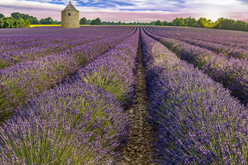 Fototapeta na wymiar Windmill in blooming lavender field