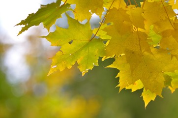 Detail photo of yellow and green maple leaves on autumn blurred background.