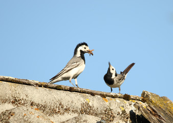 Bachstelzen, P?rchen