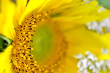 Macro photography of isolated sunflower and small summer white blossoms. Decorative horizontal photo.