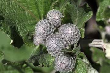 Blossoms of a woolly burdock