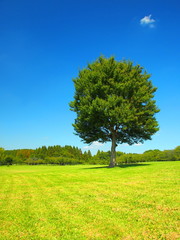 Fototapeta na wymiar 草原の一本の木