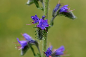 Flowers of a blueweed or viper bugloss