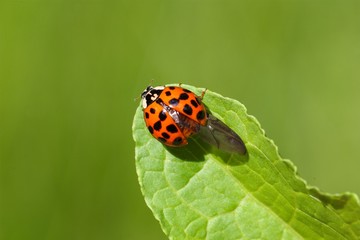 Fototapeta na wymiar Ladybug (Harmonia axyridis)