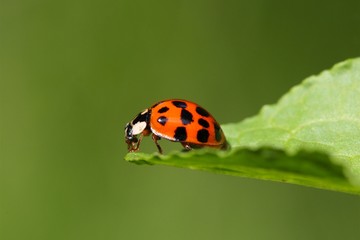 Ladybug (Harmonia axyridis)