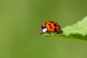 Ladybug (Harmonia axyridis)