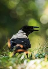 Hooded Crow, Crow, Corvus cornix