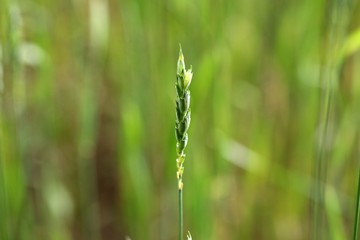 Green Spelt or dinkel wheat