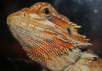 dragon bearded (Pogona Vitticeps)