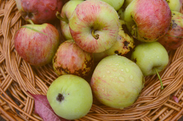 Fresh autumn red and green apples with dew drops and red fall leaves in wicker plates on wooden table. Concept for seasonal fruits, autumn harvest, organic farming and agriculture.Close up.