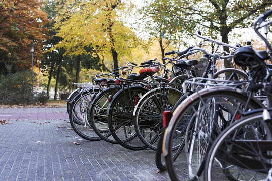 bikes parked in rotterdam under autumn trees