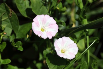 Flowering field bindweed