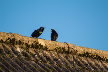 Birds on roof