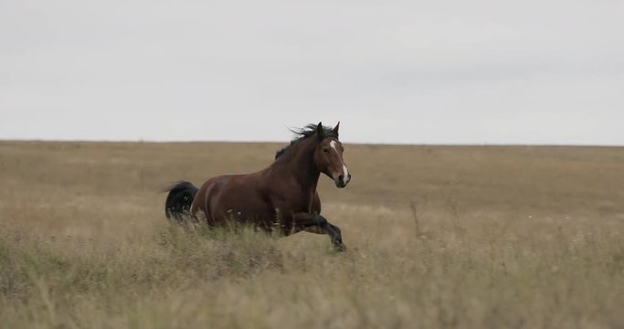 Wild brown horse on the field running gallop