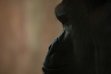 Gorilla male silhouette 