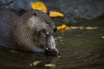 Otter eating a fish