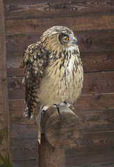 Real owl (Bufo Bufo Turcomanus)