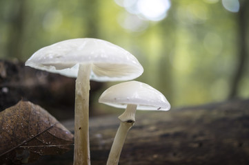 Autumn forest mushrooms