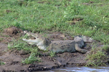 crocodile
