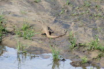 iguane