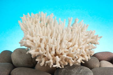 sea coral