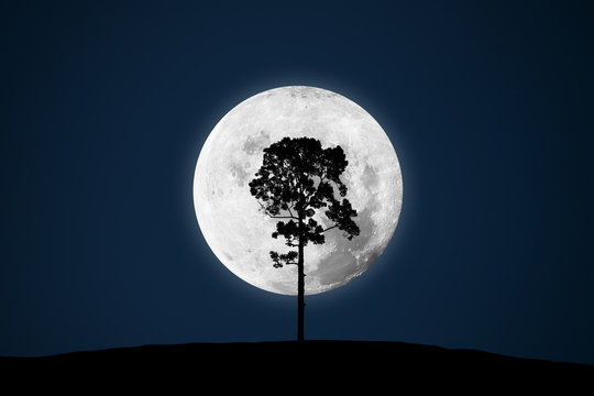 Silhouette Big tree with dramatic panoramic Big Moon and beautiful night sky atmosphere.Image of moon furnished by NASA.