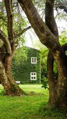 home in countryside with Coatbuttons plant wall among green nature