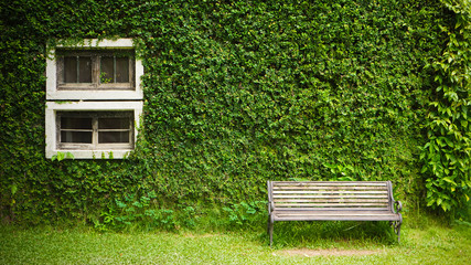 white window with Coatbuttons plant wall among green nature