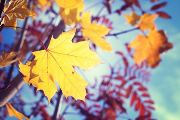 yellow maple leaves on branch in autumn backlit by sun, toned in vintage colors