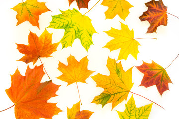 Autumn colorful leaves on white. Top view and copy space. Isolated.