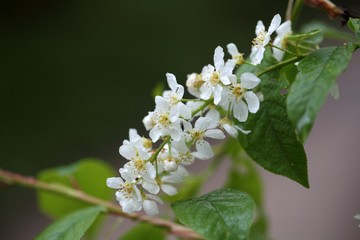 Bird Cherry flowers