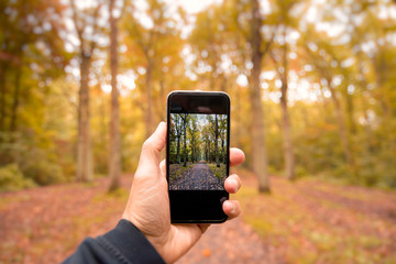 A hand holding an mobile Phone trying to capture the awesome colors of autumn in the forest.