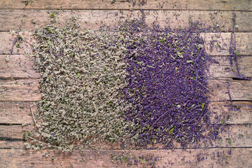 Concept Two Herbs Violet Sage Flowers Green Mint