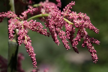 Chinese rhubarb (Rheum palmatum)
