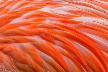 Fototapeta premium orange american flamingo phoenicopterus ruber feathers texture