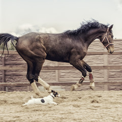 A big brown horse and little dog are racing