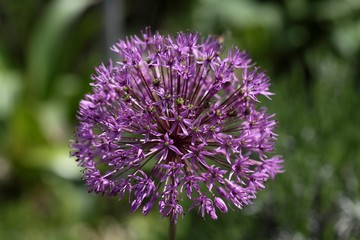Allium aflatunense