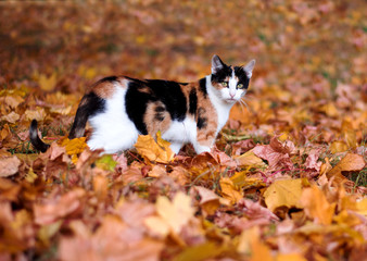 a beautiful red cat in red leaves