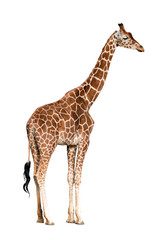 Giraffa camelopardalis isolated on white background