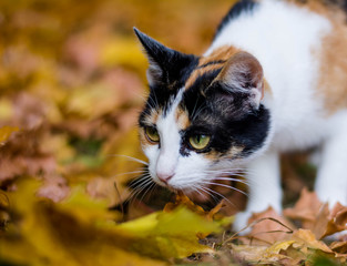 red cat