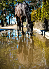 a black horse is looking at its reaflection