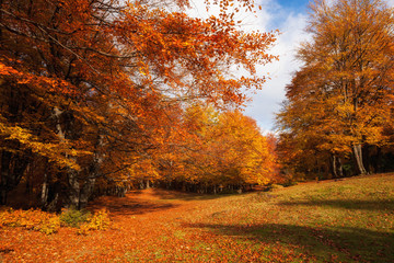 Autumn sunny woodland