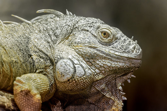 close view ofa big  american green iguana's head