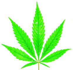 Single marijuana plant on white background